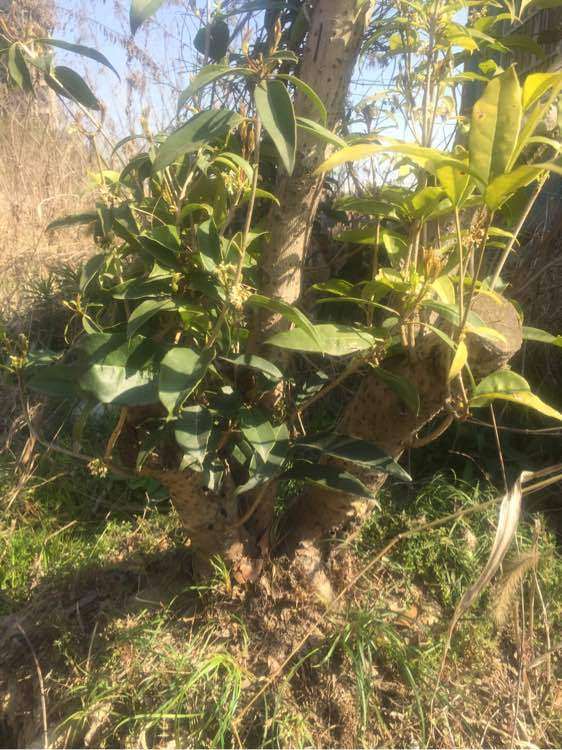 什么品种桂花下山桩最好最贵