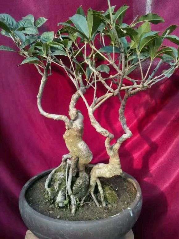 什么品种桂花下山桩最好最贵