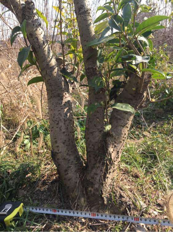 什么品种桂花下山桩最好最贵