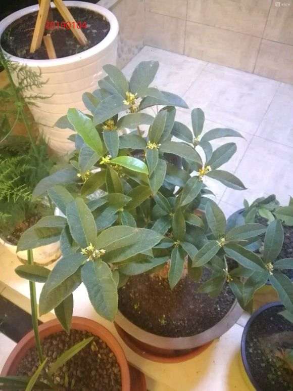 讲下我的桂花下山桩怎么养护的3个方法