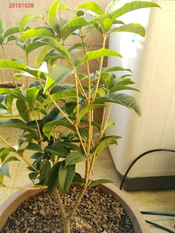 讲下我的桂花下山桩怎么养护的3个方法