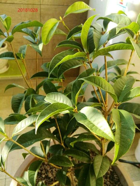 讲下我的桂花下山桩怎么养护的3个方法