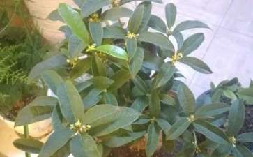 讲下我的桂花下山桩怎么养护的3个方法