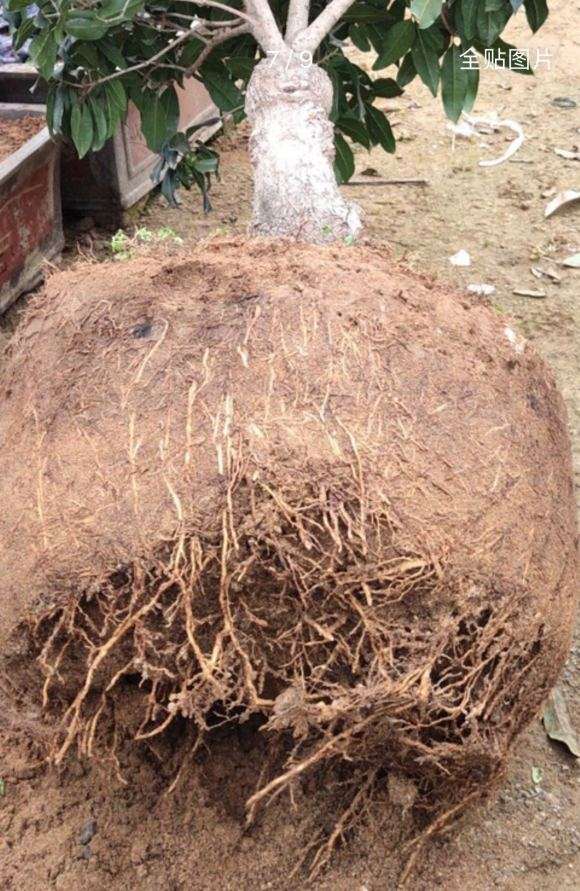 为什么桂花下山桩不好养啊