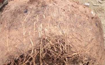 为什么桂花下山桩不好养啊 图片