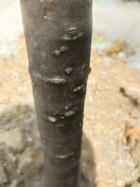 桂花下山桩栽了半个月了 是不是没希望了