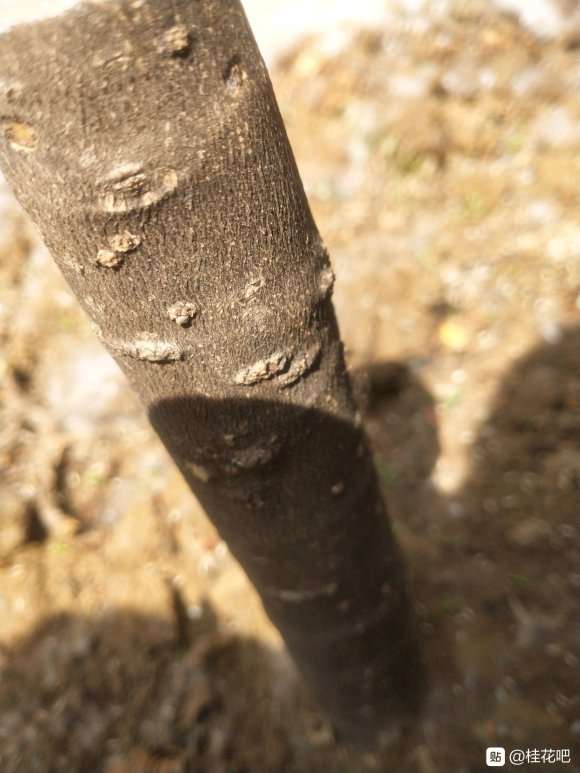 桂花下山桩栽了半个月了 是不是没希望了