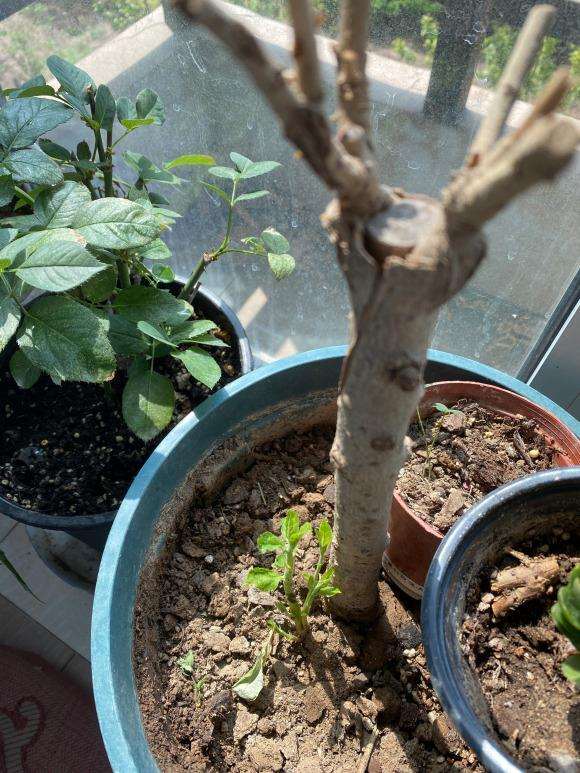 桂花下山桩死了 从根上长出来这个