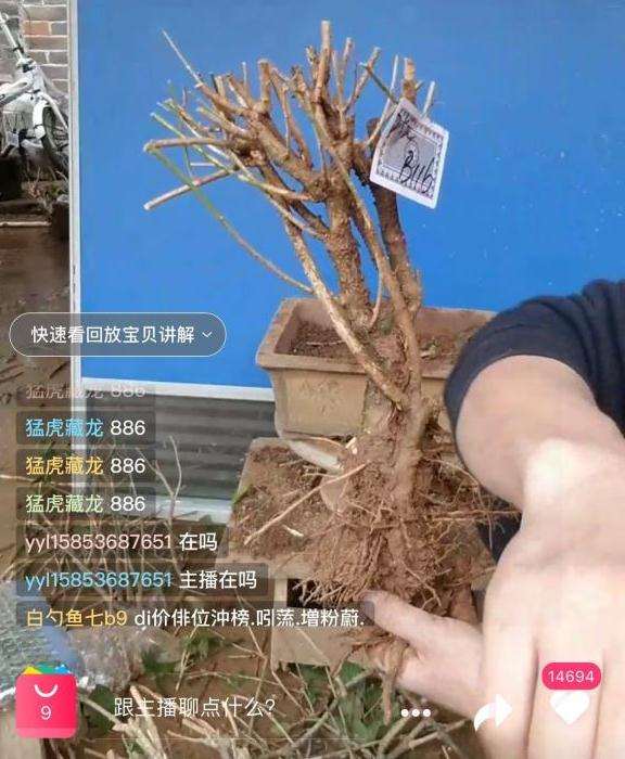 大家看看这棵茉莉下山桩可以吗啊 图片