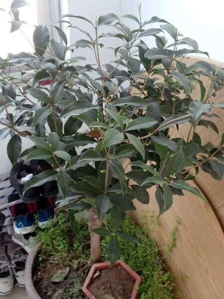 是什么原因让大家如此钟爱桂花下山桩