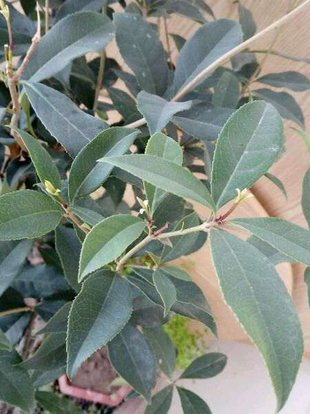 是什么原因让大家如此钟爱桂花下山桩