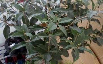 是什么原因让大家如此钟爱桂花下山桩