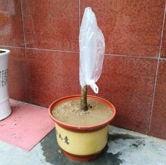 桂花下山桩移栽盆 用的沙子和土