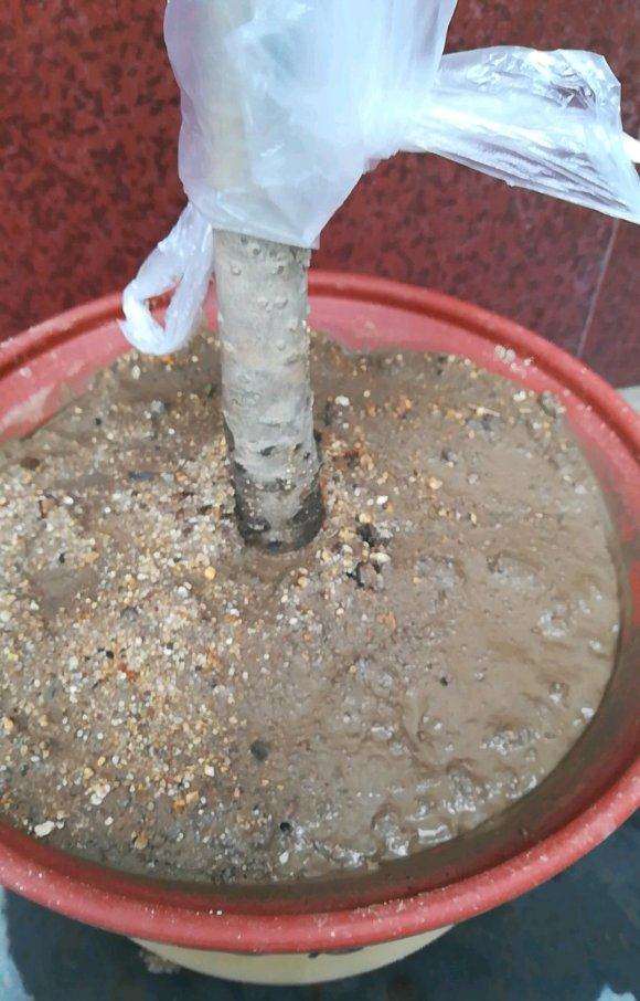 桂花下山桩移栽盆 用的沙子和土