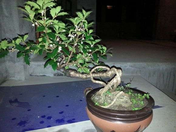 为什么说刺桂花下山桩品种差