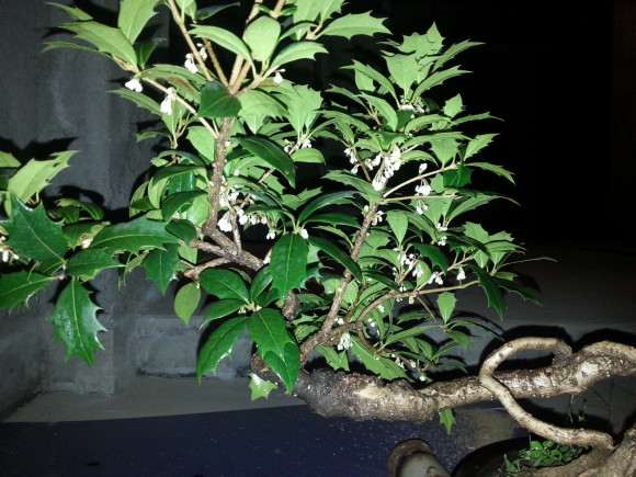 为什么说刺桂花下山桩品种差