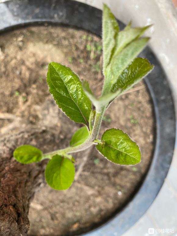 桂花下山桩 疫情期间两个月没浇水