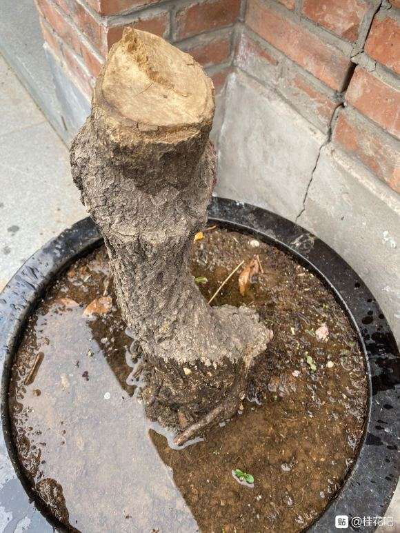 桂花下山桩 疫情期间两个月没浇水