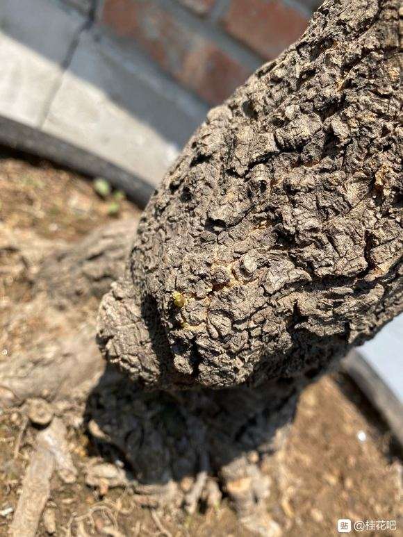 桂花下山桩 疫情期间两个月没浇水