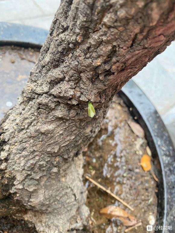 桂花下山桩 疫情期间两个月没浇水