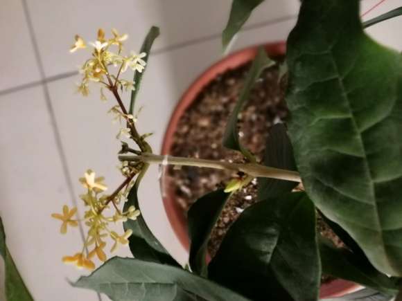 桂花下山桩 天冷了 花的颜色变白了