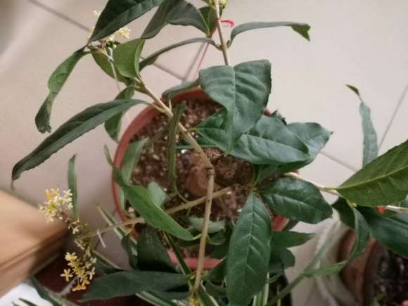 桂花下山桩 天冷了 花的颜色变白了