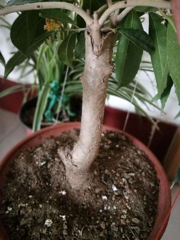 桂花下山桩 天冷了 花的颜色变白了