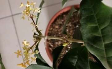 桂花下山桩 天冷了 花的颜色变白了 图片