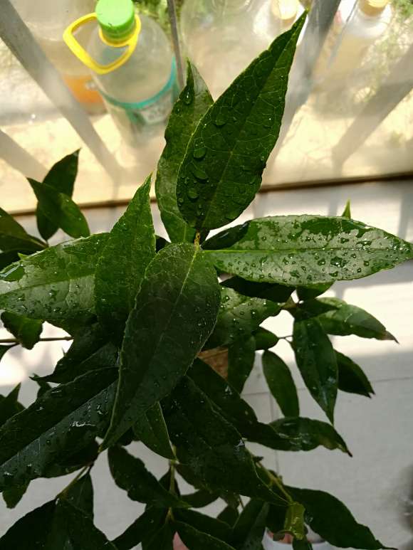 桂花下山桩嫁接的沉香怎么识别