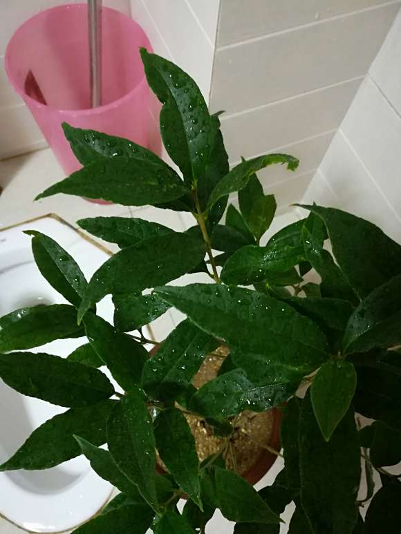 桂花下山桩嫁接的沉香怎么识别