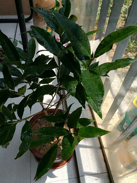 桂花下山桩嫁接的沉香怎么识别