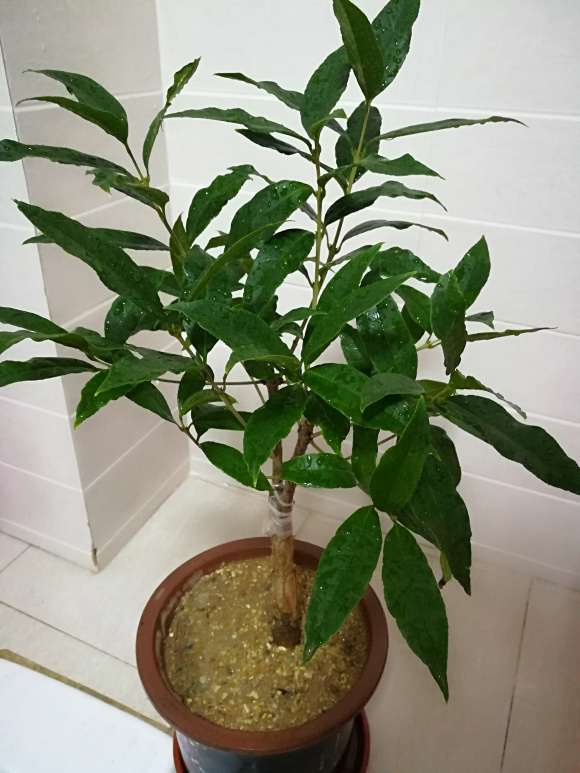 桂花下山桩嫁接的沉香怎么识别