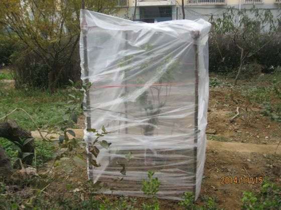 四季桂花下山桩怎么露天越冬的方法