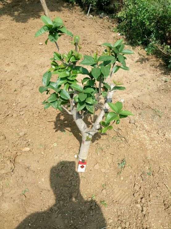 四季桂花下山桩怎么露天越冬的方法