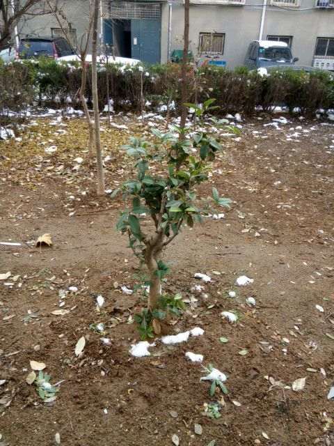 四季桂花下山桩怎么露天越冬的方法