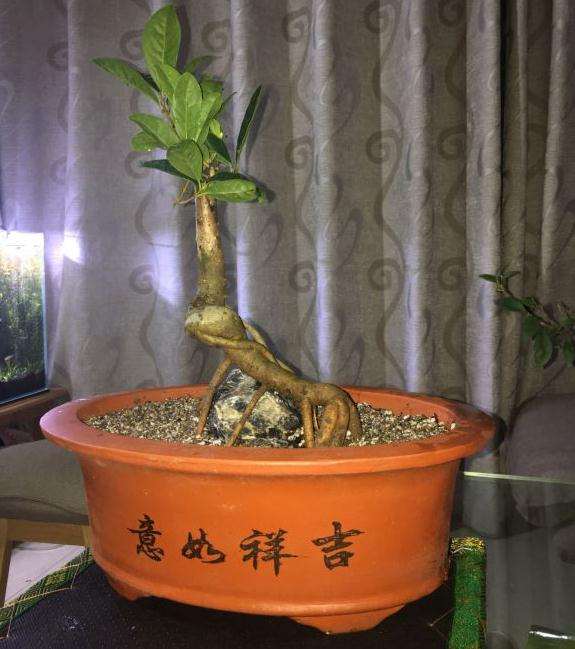 某宝网购了两棵桂花下山桩