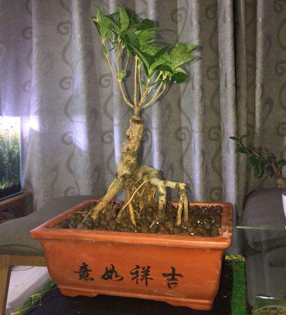 某宝网购了两棵桂花下山桩