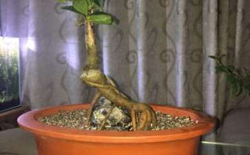 某宝网购了两棵桂花下山桩 可以吗