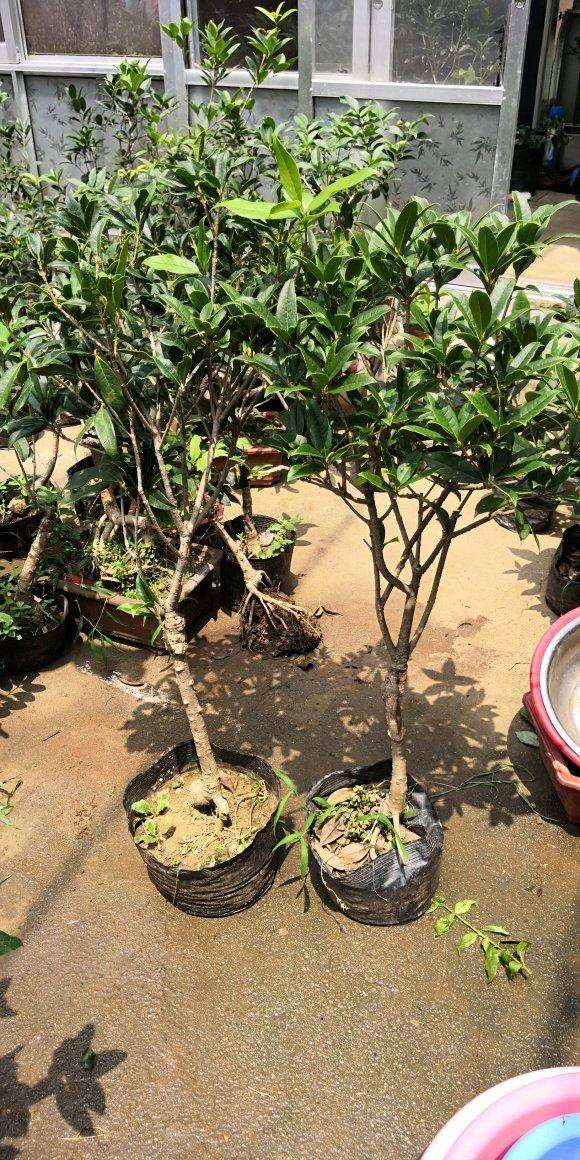 桂花下山桩在院子里能不能过冬 谁知道