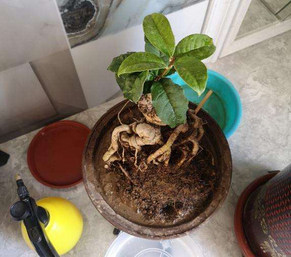 刚到嫁接的天香台阁桂花下山桩