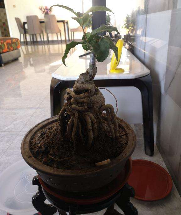 刚到嫁接的天香台阁桂花下山桩