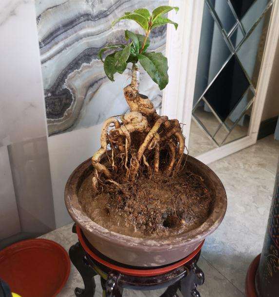 刚到嫁接的天香台阁桂花下山桩