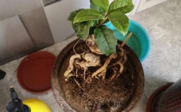 刚到嫁接的天香台阁桂花下山桩 图片