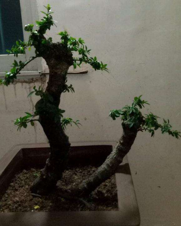 一棵放养2年的双杆下山桩