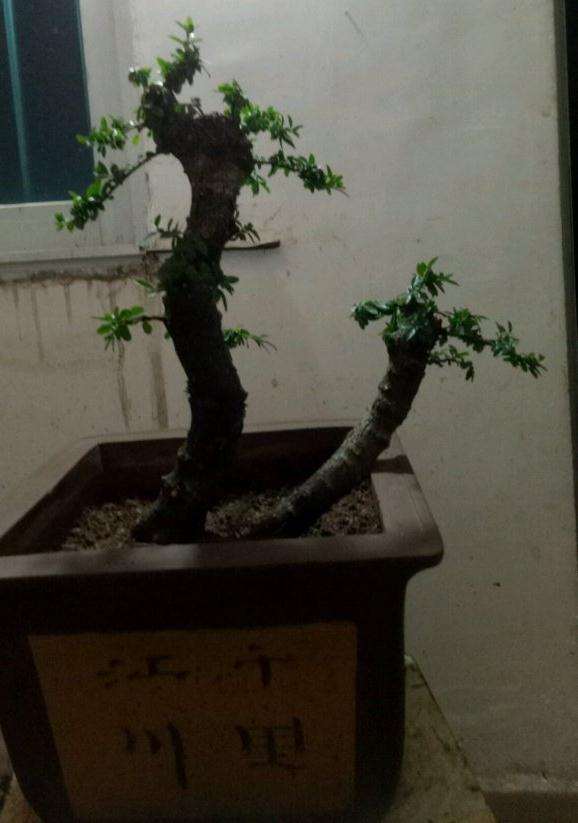 一棵放养2年的双杆下山桩