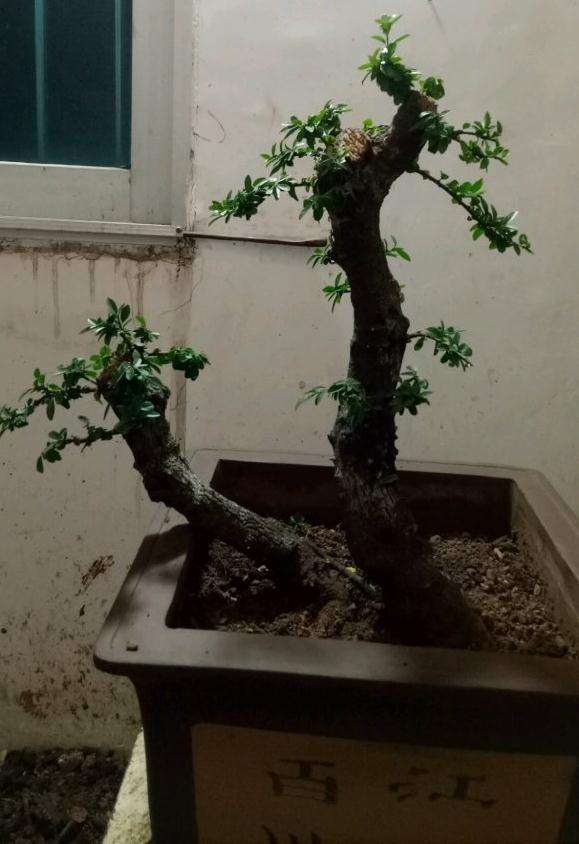 一棵放养2年的双杆下山桩