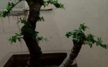 一棵放养2年的双杆下山桩 今初步定型