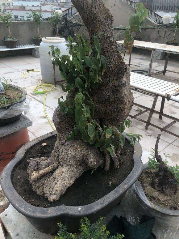 桂花下山桩是要死的节奏吗