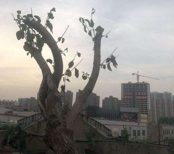 桂花下山桩是要死的节奏吗
