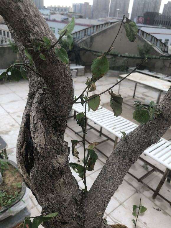 桂花下山桩是要死的节奏吗